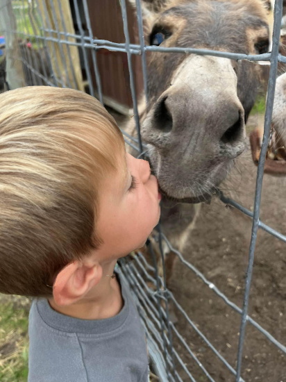 Young boy giving a sweet kiss to a donkey through the fence